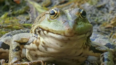 Green frog in natural environment on algae and marsh moss in wetlands close-up Stock Footage 310831206