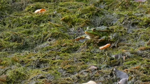 Green frog in natural environment on algae and marsh moss in wetlands Stock Footage 311376942