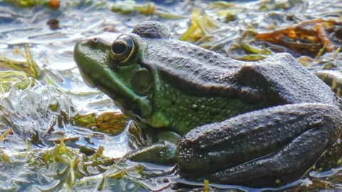 Green frog in natural environment on algae and marsh moss in wetlands close-up Stock Footage 311523069
