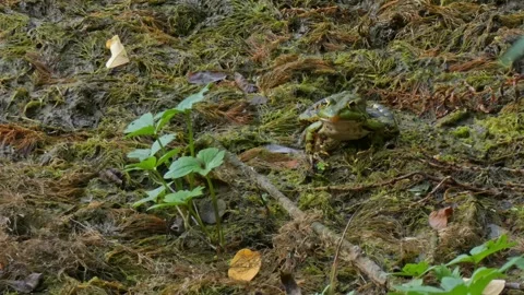 Green frog in natural environment on algae and marsh moss in wetlands Stock Footage 311709736