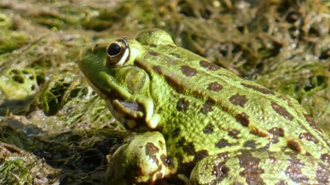Green frog in natural environment on algae and marsh moss in wetlands close-up Stock Footage 311805736