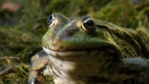 Green frog in natural environment on algae and marsh moss in wetlands close-up Stock Footage 312075583