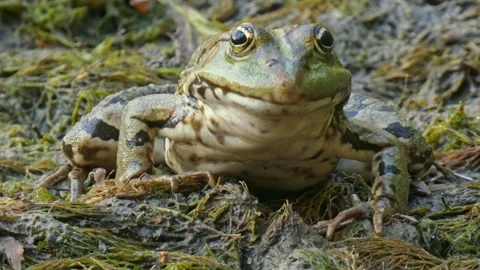 Green frog in natural environment on algae and marsh moss in wetlands close-up Stock Footage 312203575