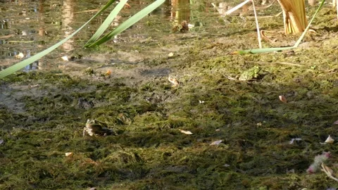 Green frog in natural environment on algae and marsh moss in wetlands Stock Footage 312262389