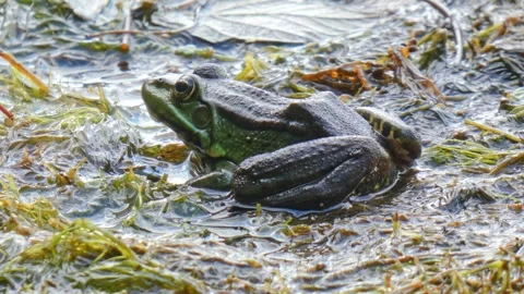 Green frog in natural environment on algae and marsh moss in wetlands Stock Footage 312332139