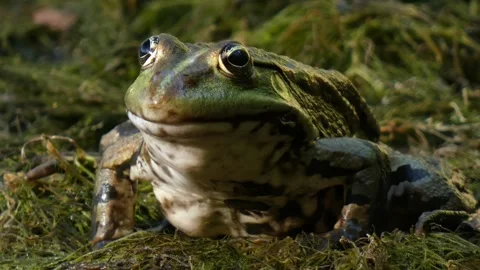 Green frog in natural environment on algae and marsh moss in wetlands close-up Stock Footage 312443515