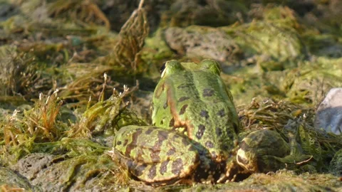 Green frog in natural environment sits on algae and marsh moss in wetlands Stock Footage 310667779