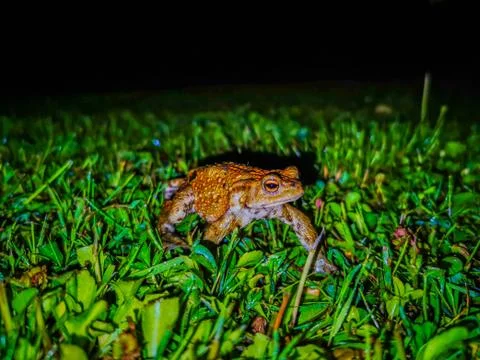 A green frog at night Stock-Fotos
