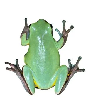 Green frog Stock Photos