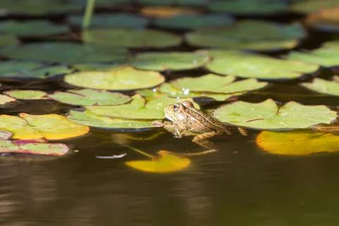 Green frog Stock Photos