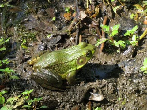 Green Frog 스톡 사진