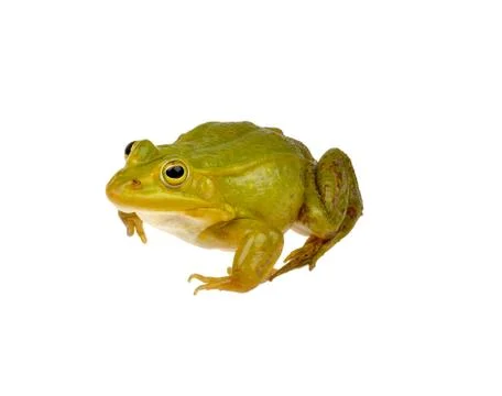 Green frog Stock Photos
