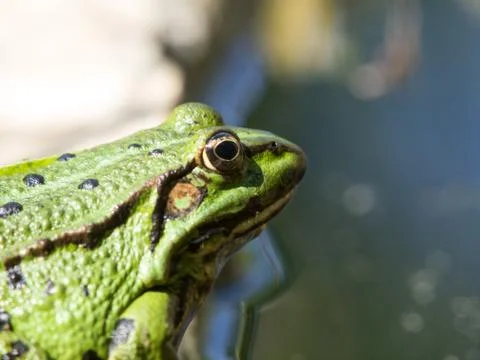 Green frog Stock Photos