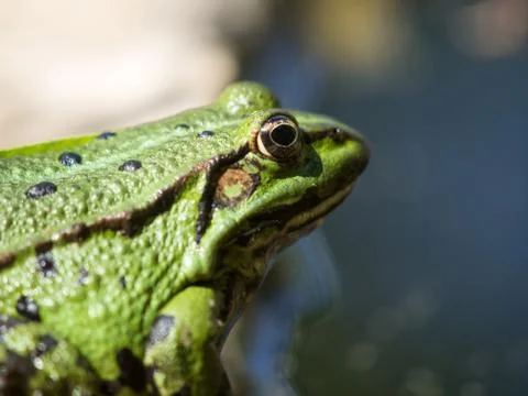 Green frog Stock Photos