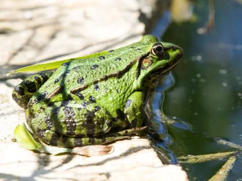 Green frog Stock Photos