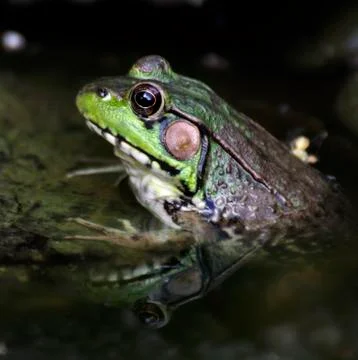 Green frog Stock Photos