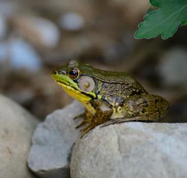 Green frog Stock Photos
