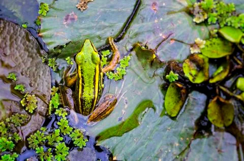 Green frog Stock Photos