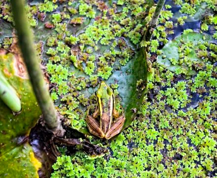 Green frog Foto stock