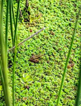 Green frog Stock Photos