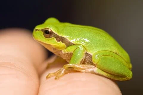 Green frog Stock Photos