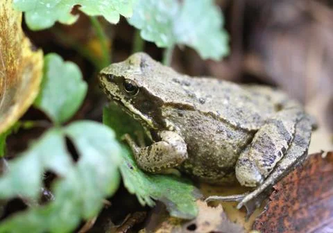 Green frog Stock Photos