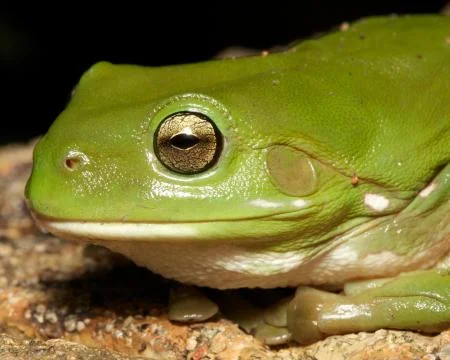 Green frog Stock Photos