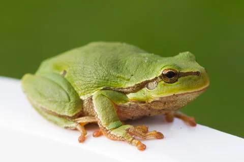 Green frog Stock Photos