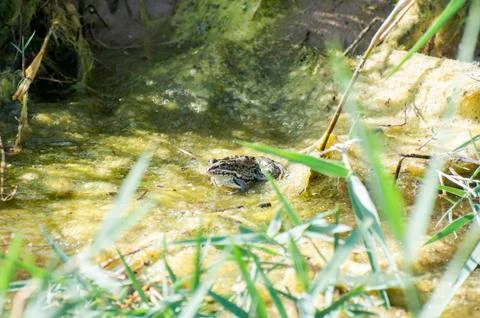 Green frog 写真素材