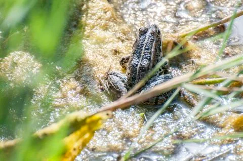 Green frog 写真素材