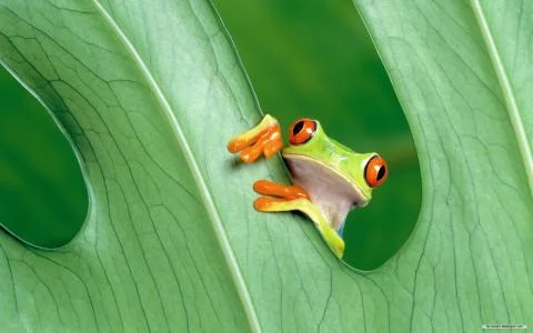 Green frog Stock Photos