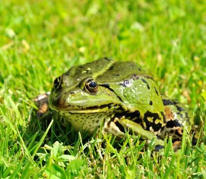 Green frog Stock Photos