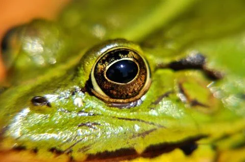 Green frog Stock-Fotos