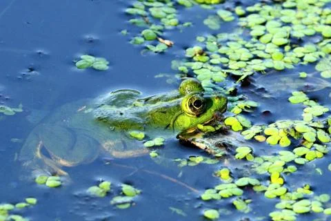 Green Frog Stock Photos