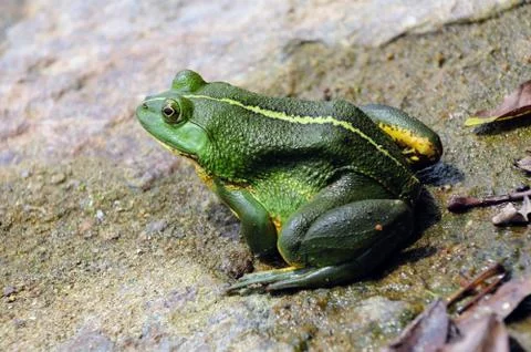 Green Frog Stock Photos