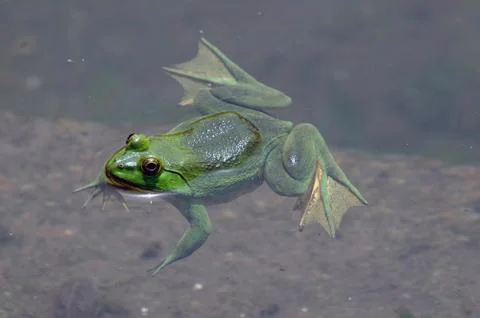Green frog Stock Photos