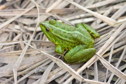 Green  frog Stock Photos