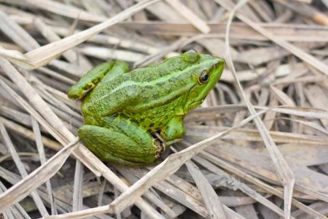 Green  frog Stock Photos