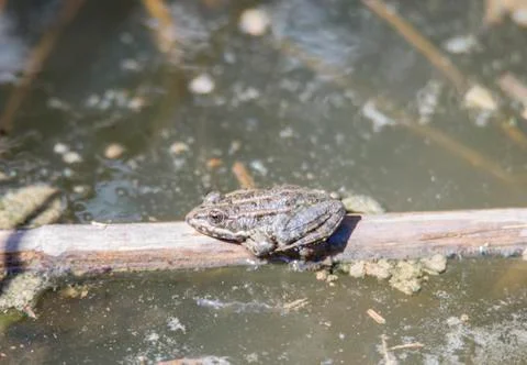 Green frog 写真素材