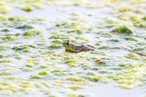 Green Frog Stock Photos