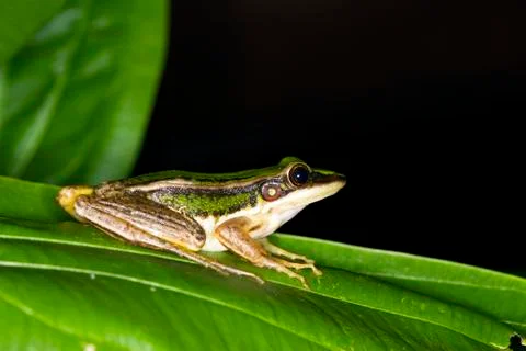 Green Frog Stock Photos