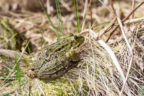 Green Frog Stock Photos