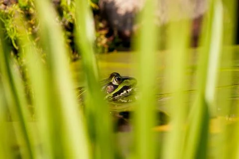 Green Frog Foto stock