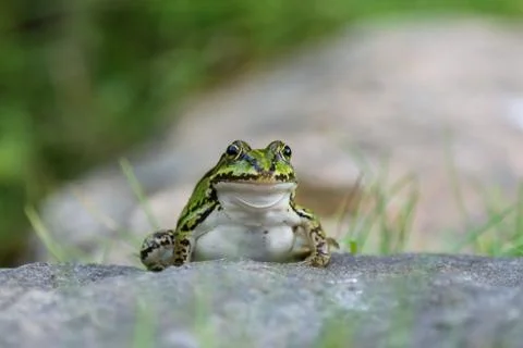 Green Frog Stock Photos