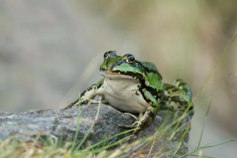 Green Frog Stock Photos