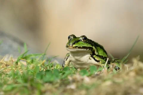 Green Frog Stock Photos
