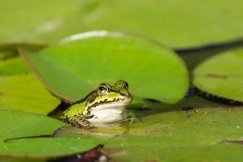 Green Frog Stock Photos