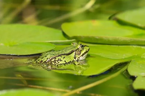 Green frog Stock Photos