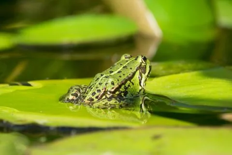 Green frog Stock Photos