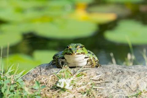 Green frog Stock Photos